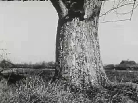 A kitten climbs a tree trunk, black and white footage.