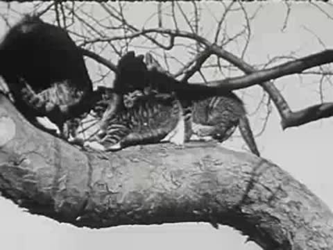 Three kittens play together on a large tree branch, black and white.