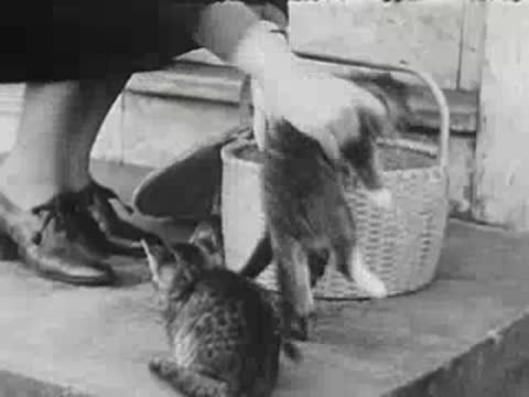 A person puts a kitten into a wicker basket, black and white.