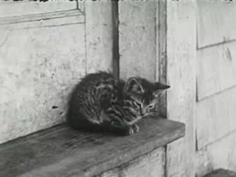 A small tabby kitten sits on a wooden ledge, black and white.