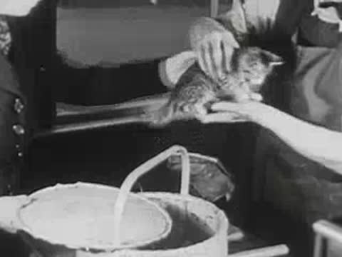 Woman hands kitten to postal worker across counter in old post office.