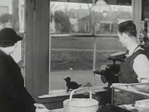 Woman and postal worker watch kitten through post office window, interior view.