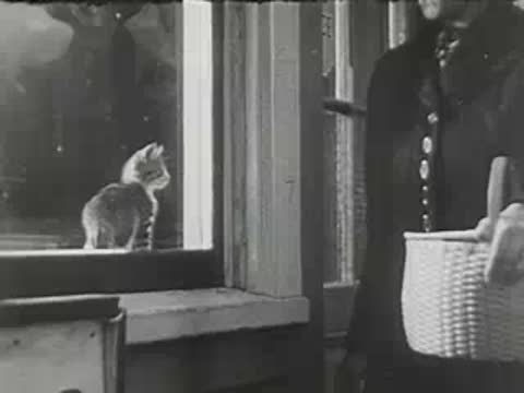 Kitten sitting on window ledge looking inside post office from exterior view.