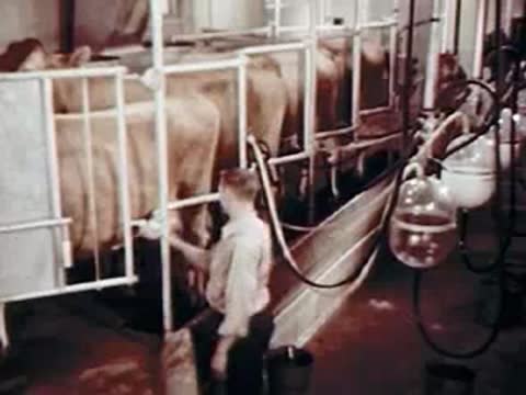 A man working inside a dairy barn with cows in stalls and milking equipment.