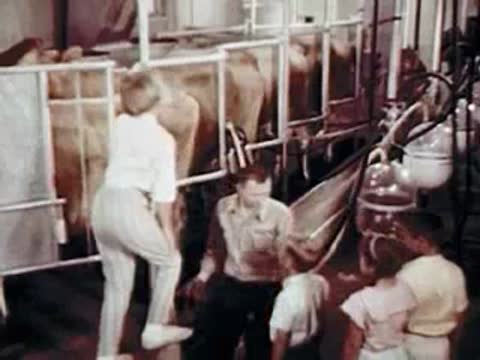 People entering a dairy barn and walking past cows in stalls.