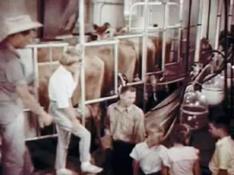 People standing and talking inside a dairy barn with cows.
