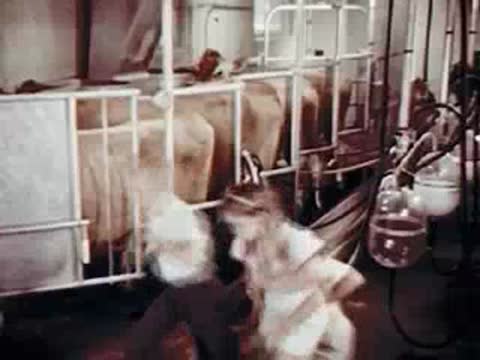 Man and children in a dairy barn near cows with milking equipment