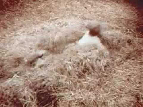 Child jumping into hay inside a barn