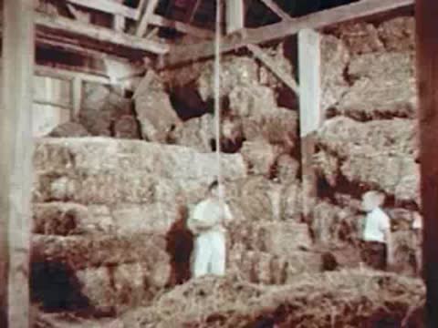 Children playing in a hayloft with bales stacked behind