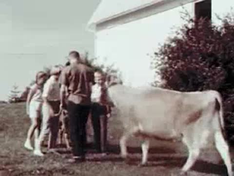 Man leading a cow outdoors near children