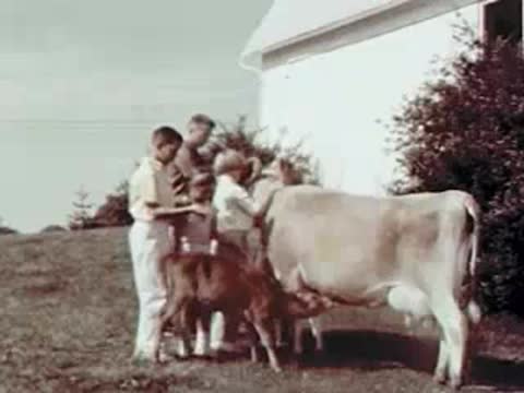 Calf nursing from a cow outdoors with children watching