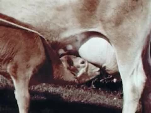 Close-up of calf nursing from a cow outdoors