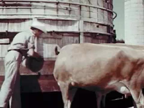 Man tending to a cow outdoors near a silo