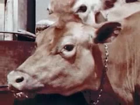 Brown cow wearing a chain halter in a barn, archival footage.