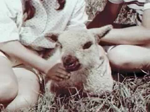 Children petting a fluffy lamb outdoors in the grass.