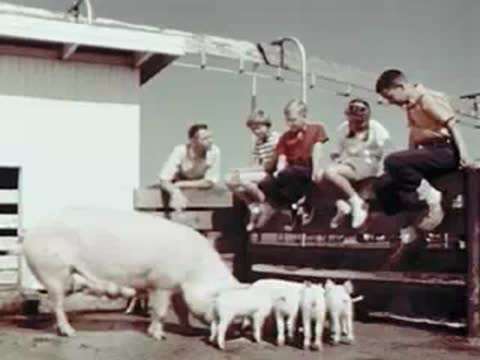 Children sitting on a fence watching farm animals below.