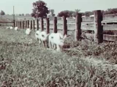 Small pigs running along a fence line in a field.