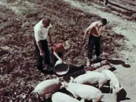 Men pouring feed into troughs for pigs on a farm.