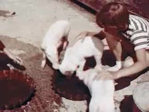 Child interacting with baby pigs in a farm pen.