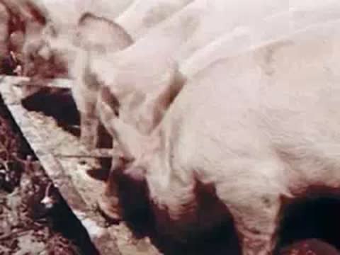 Large pigs eating from a long trough outdoors.