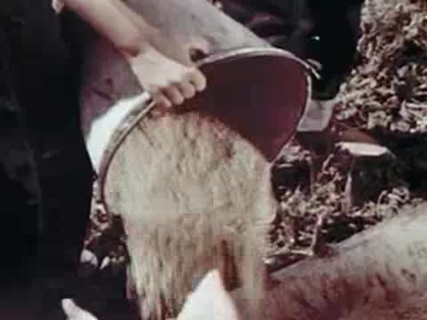 Person pouring dry feed from a metal bucket into a trough.
