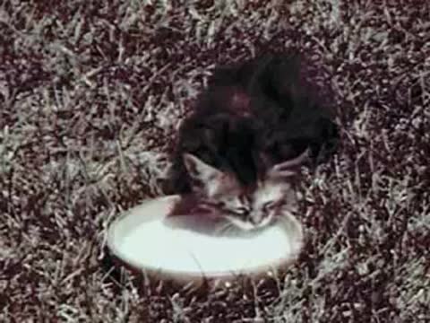 Cat drinking milk from a bowl on the grass.