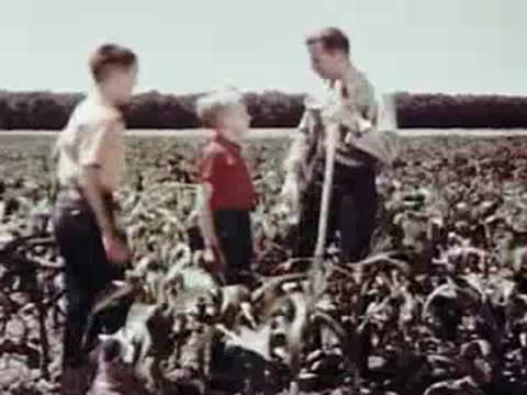 Man and children working in a cornfield, mid-century farming