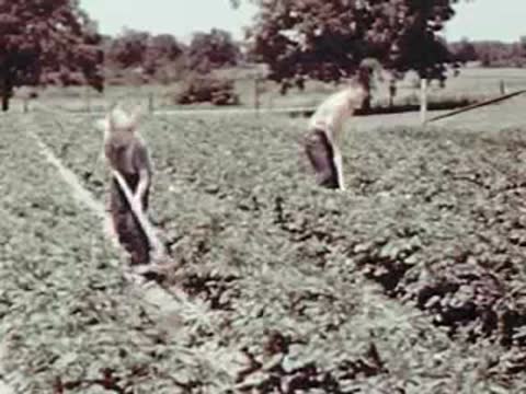 Person hoeing rows in a field, vintage agricultural setting