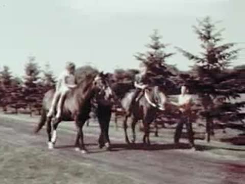 People riding horses along a tree-lined dirt road
