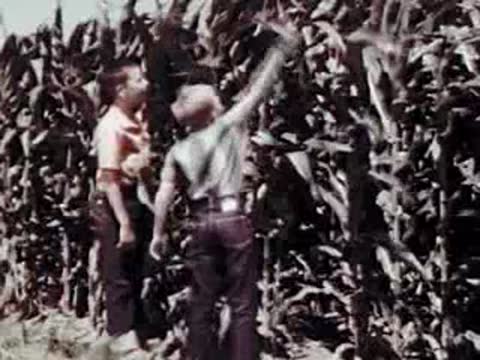 Children walking through tall corn stalks in a field