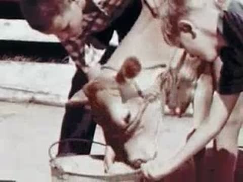 Children feeding a calf from a bucket on a farm