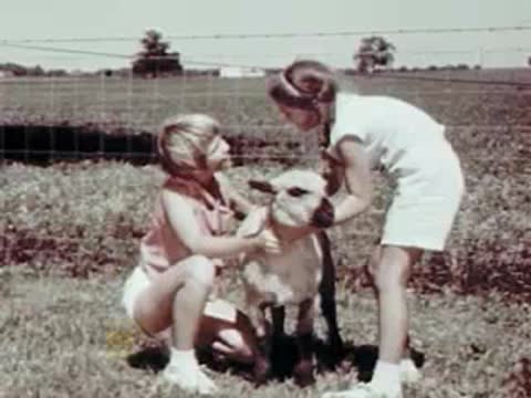 Children playing with a sheep outdoors in a field