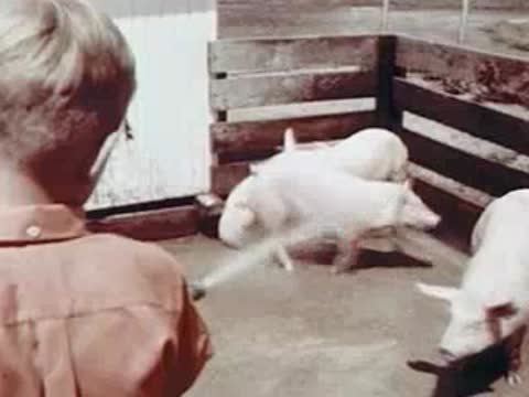 Person spraying pigs with water in a pen, farm setting