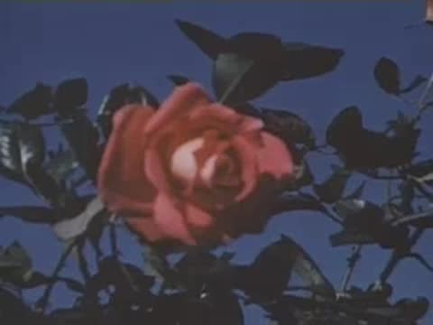 A close-up shot of a red rose in bloom against a clear blue sky.
