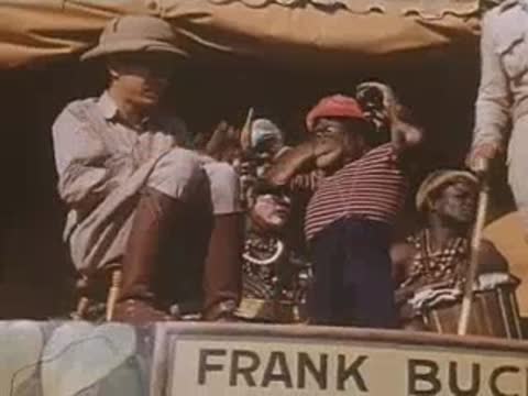 A chimpanzee places a red hat on its head while sitting next to a safari guide.