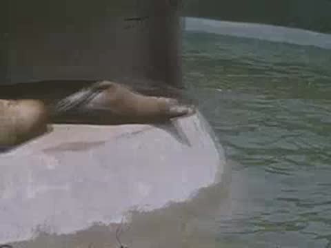 A seal swims underwater in a concrete enclosure at the zoo.