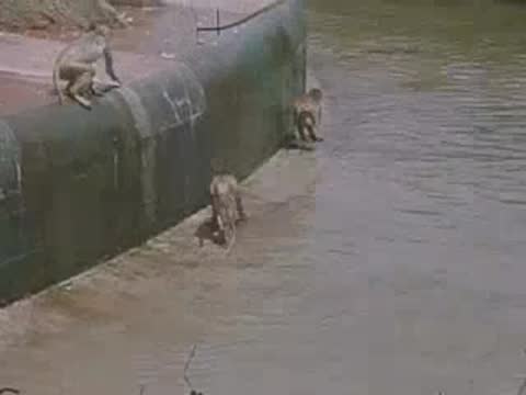 Multiple baboons climb around the edge of a concrete zoo pool.