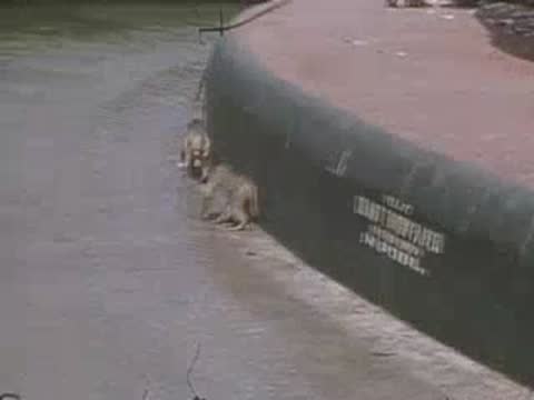 Baboons gather near the edge of an enclosure pool in the zoo.