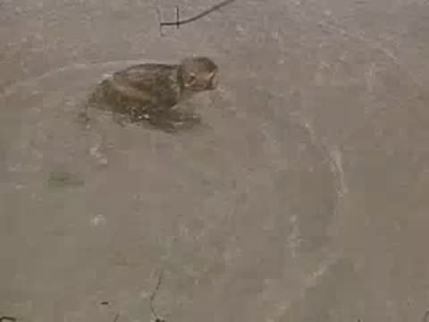 Baboons interact near the edge of a pool in a zoo enclosure.
