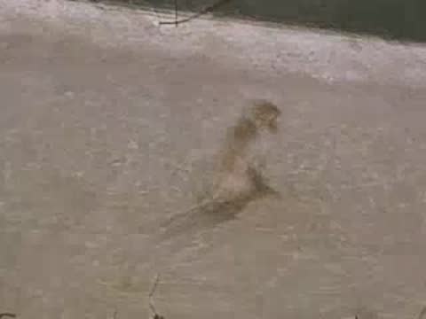 Baboons moving rapidly across the concrete enclosure ground in the zoo enclosure.