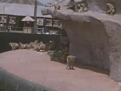 Baboons roam around the base of a large artificial rock exhibit.