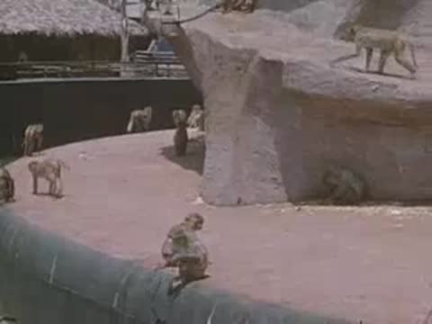 Baboons climb and sit on an artificial rock formation in a zoo enclosure.
