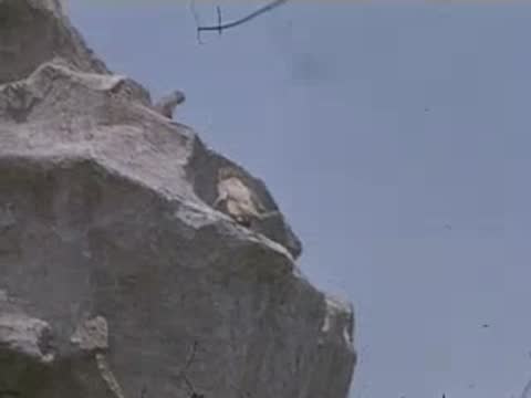 Various shots of a rocky cliff with monkeys under a bright blue sky.