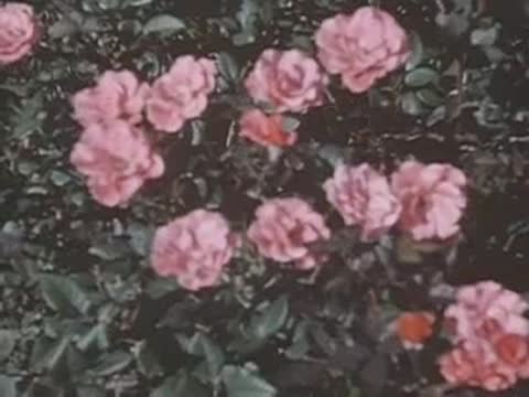 A medium shot of pink flowers growing in a garden with statues in the background.