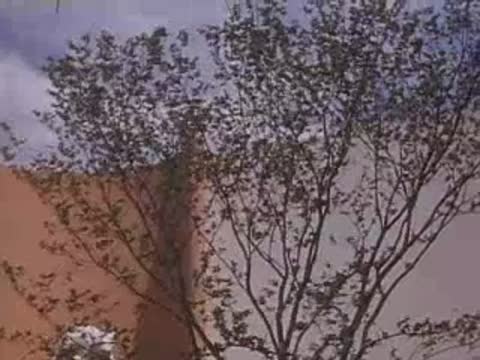 Medium shot panning across a curved wall and bare branches of trees.