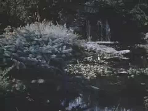 A wide shot of a small pond with a bridge and lush trees.