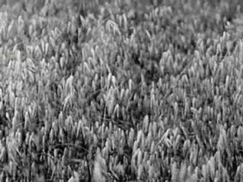 Dense field of grain crops swaying in wind, agriculture