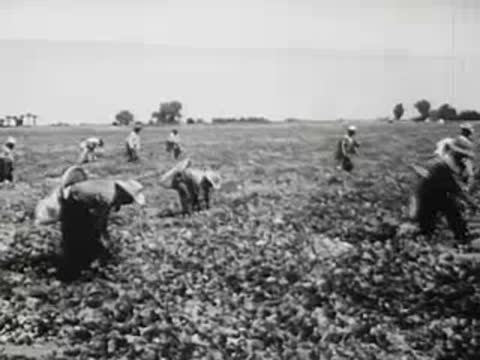 Farm workers harvesting crops in a large field, 1940s