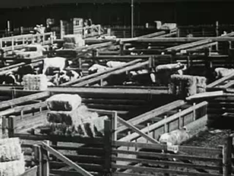 Large cattle yards with pens and fencing, 20th century