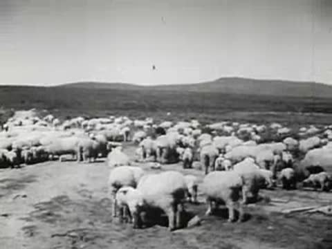 Large flock of sheep gathered in open pasture landscape